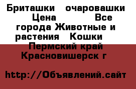 Бриташки - очаровашки.  › Цена ­ 3 000 - Все города Животные и растения » Кошки   . Пермский край,Красновишерск г.